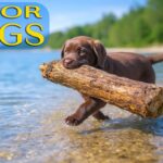 Dog TV 24/7: Soothing Videos & Relaxing Music for Dogs All Day | Calm Your Anxious Dog + Dogs Music