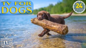 Dog TV 24/7: Soothing Videos & Relaxing Music for Dogs All Day | Calm Your Anxious Dog + Dogs Music