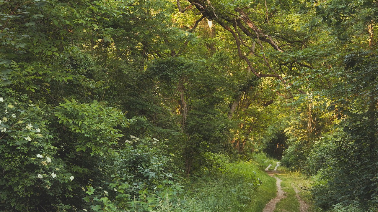 🌳 4K – Relaxing Nature Sounds For Stress Relief, Forest Sounds, Bird Song, No AI