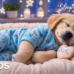 12 Hours of Deep Sleep Music for Dogs 🐶⭐Soothing Sounds for Stress Relief & Puppy Relaxation💤No Ads