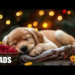 12 HOURS of Relaxing Music For Dogs 🐶 Anti Separation Anxiety Relief 🎵 Deep Sleep Dog Healing Music💞