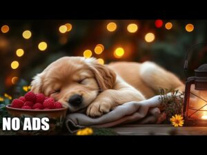 12 HOURS of Relaxing Music For Dogs 🐶 Anti Separation Anxiety Relief 🎵 Deep Sleep Dog Healing Music💞