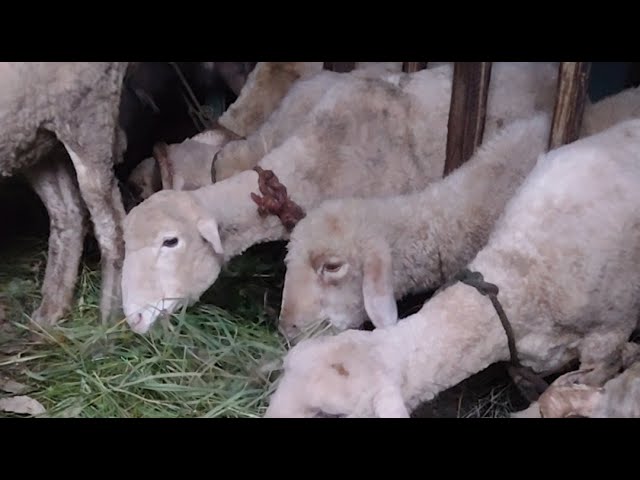 #HimalyanHeritage #Nature #MountainLife #NatureSounds. Morning Sheeps grazing 04