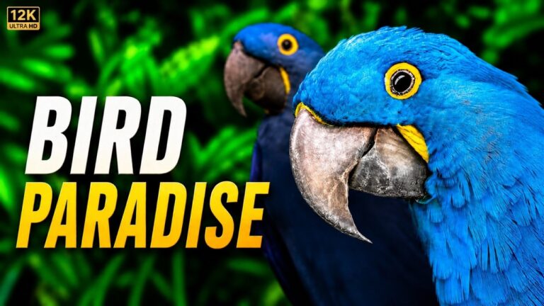Nature Sounds YouTube video thumbnail