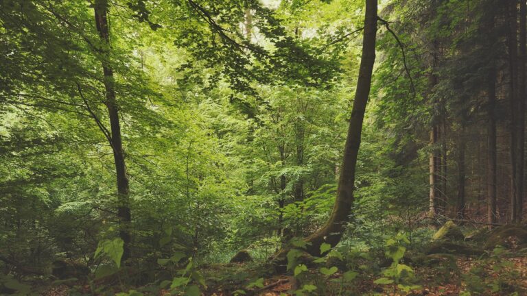 Nature Sounds YouTube video thumbnail