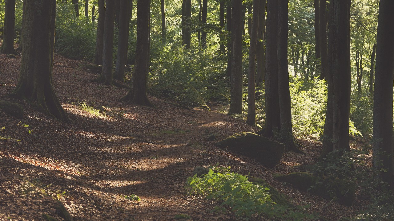 🌳 4K – Relaxing Nature Sounds For Stress Relief, Forest Sounds, Bird Song, No AI