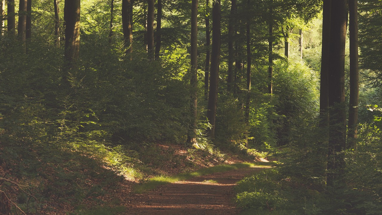 🌳 4K – Relaxing Nature Sounds For Stress Relief, Forest Sounds, Bird Song, No AI
