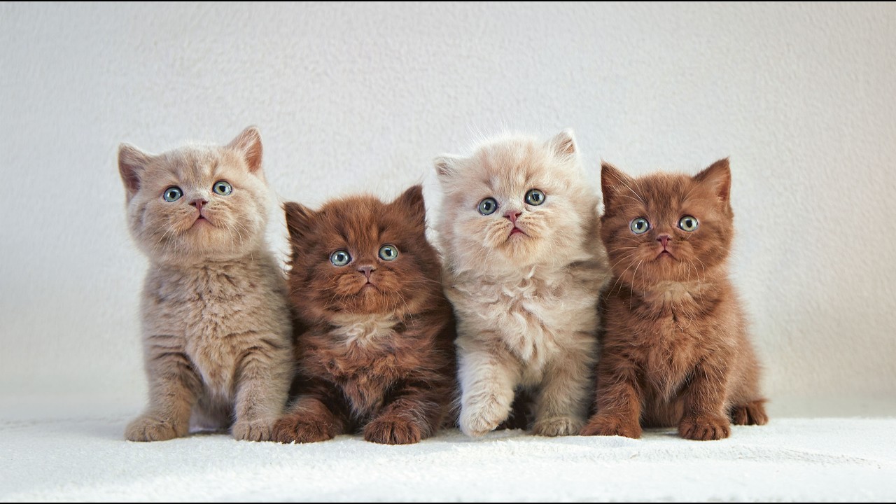 THE BEST Cat Healing Music – Tranquil Music for Cats to Relax, Heal Stress For Cats Soothing Piano