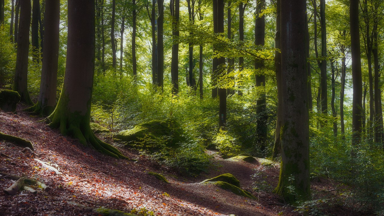 🌳 4K – Relaxing Nature Sounds For Stress Relief, Forest Sounds, Bird Song, No AI