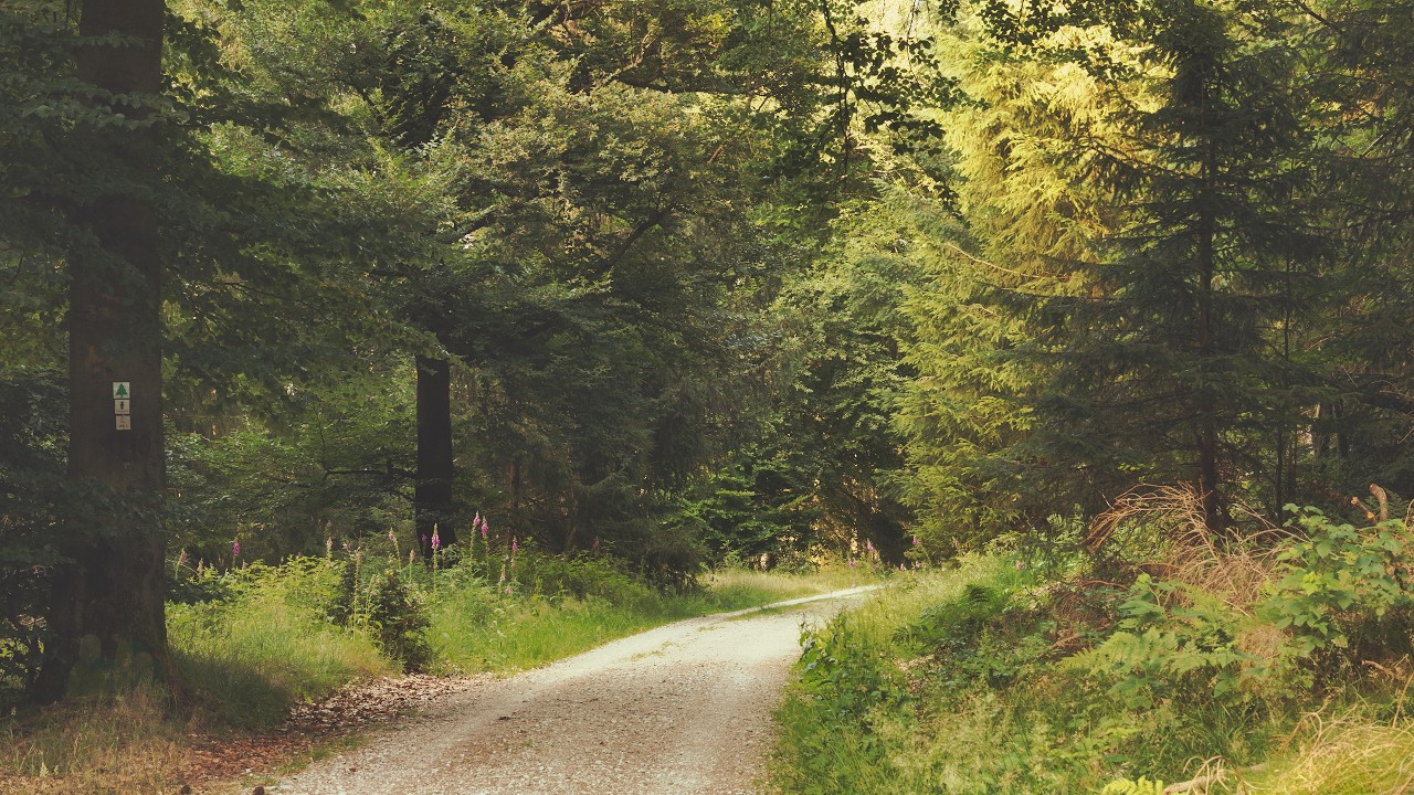 🌳 4K – Relaxing Nature Sounds For Stress Relief, Forest Sounds, Bird Song, No AI