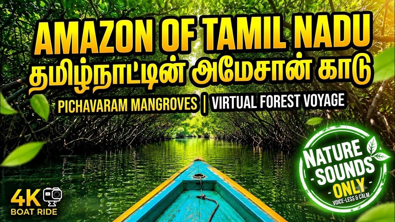 தமிழ்நாட்டின் அமேசான் காடு | பிச்சாவரம் மாங்குரோவ் காடு | Nature Sounds Only | POV Boat Ride