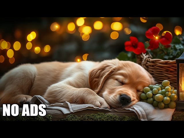 12 HOURS of Healing Music for Dogs🐶⭐Music for Separation Anxiety & Stress Relief | Deep Sleep💤No Ads