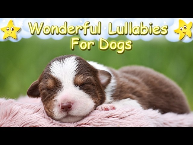 Calming And Relaxing Sleep Music For Dogs And Puppies ♫ Relax Your Dog Within 3 Minutes