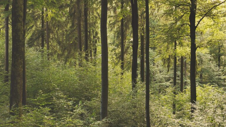 Nature Sounds YouTube video thumbnail