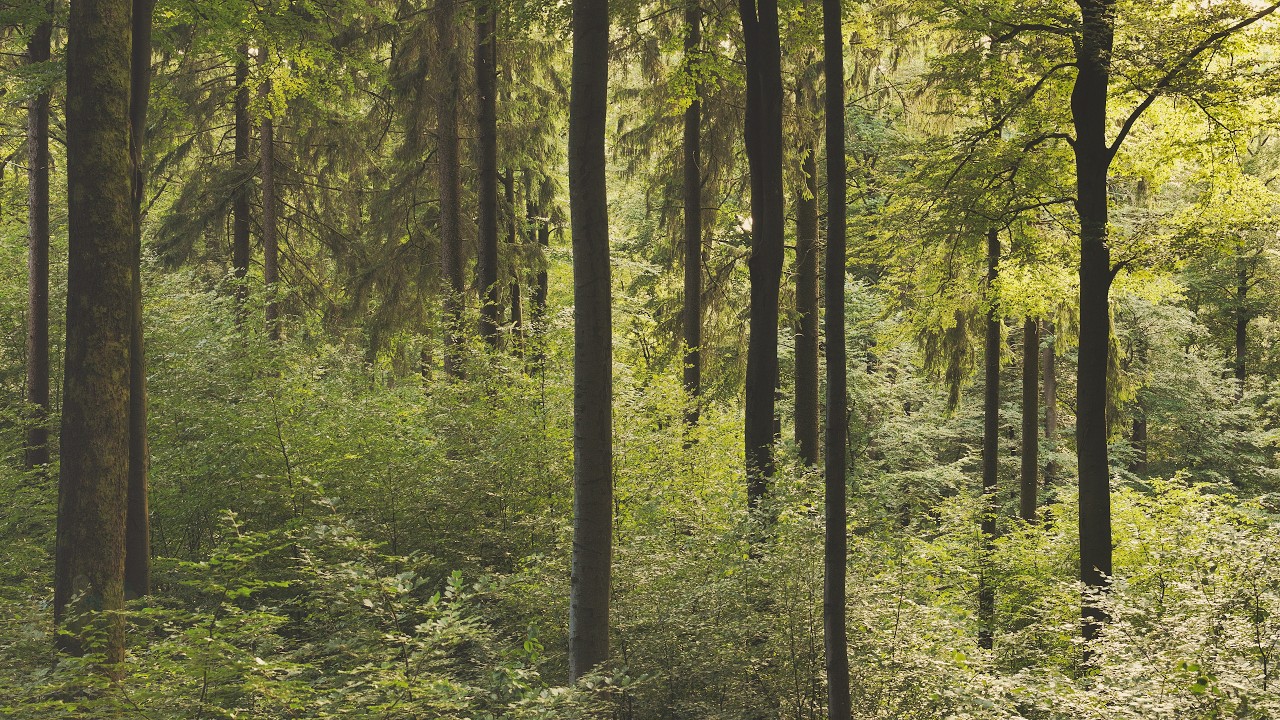 🌳 4K – Relaxing Nature Sounds For Stress Relief, Forest Sounds, Bird Song, No AI
