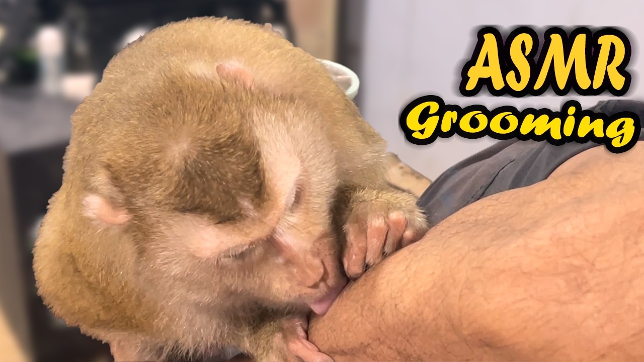 ASMR Real Monkey Grooming | ZUEII Soft Leg Massage & Tingles For Ultimate Sleep