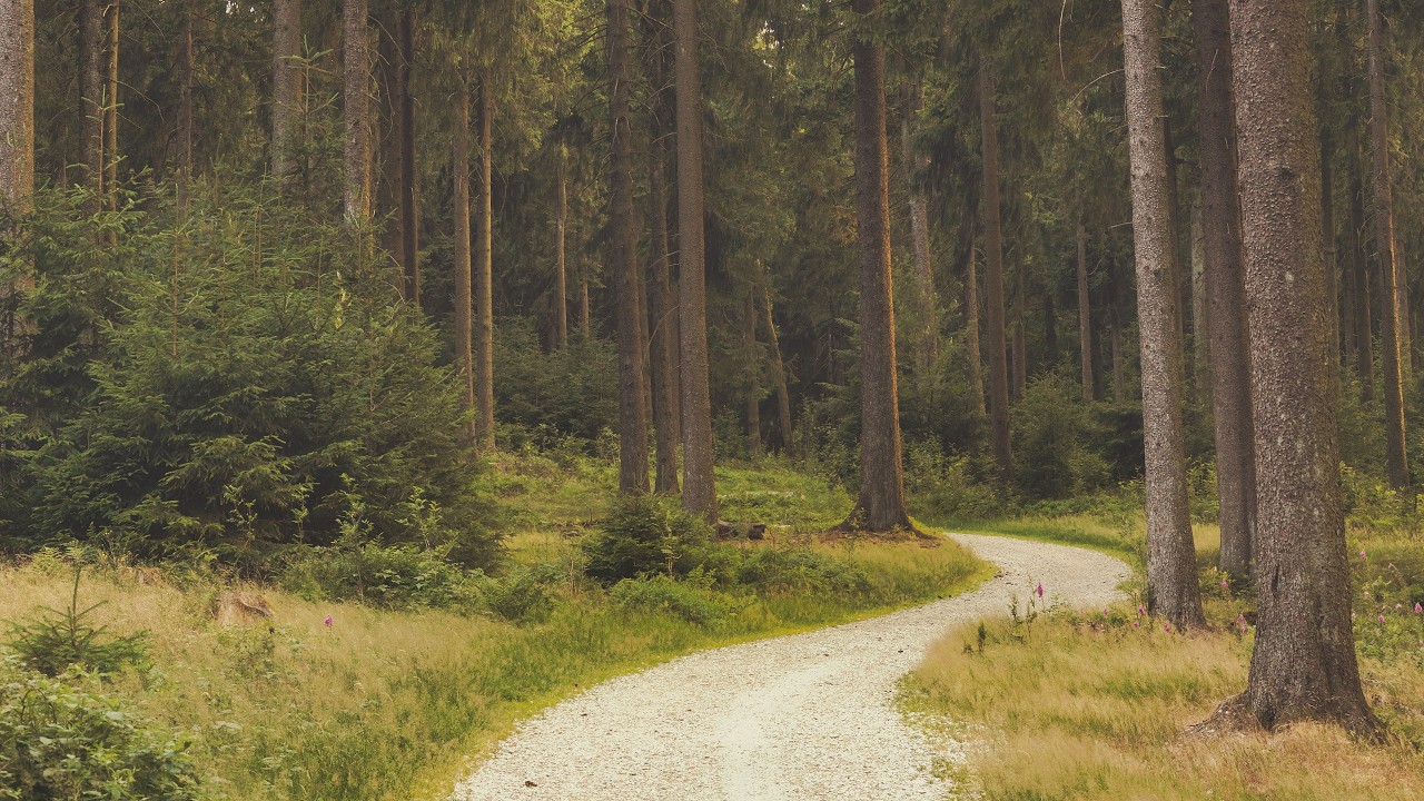 🌳 4K – Relaxing Nature Sounds For Stress Relief, Forest Sounds, Bird Song, No AI
