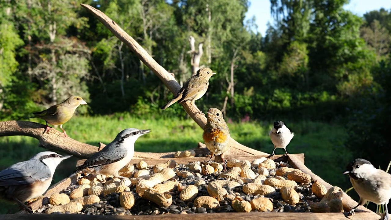 🔴 Forest Bird Feeder | Relaxing Nature Sounds from the Forest [ 2026/8/9 ]