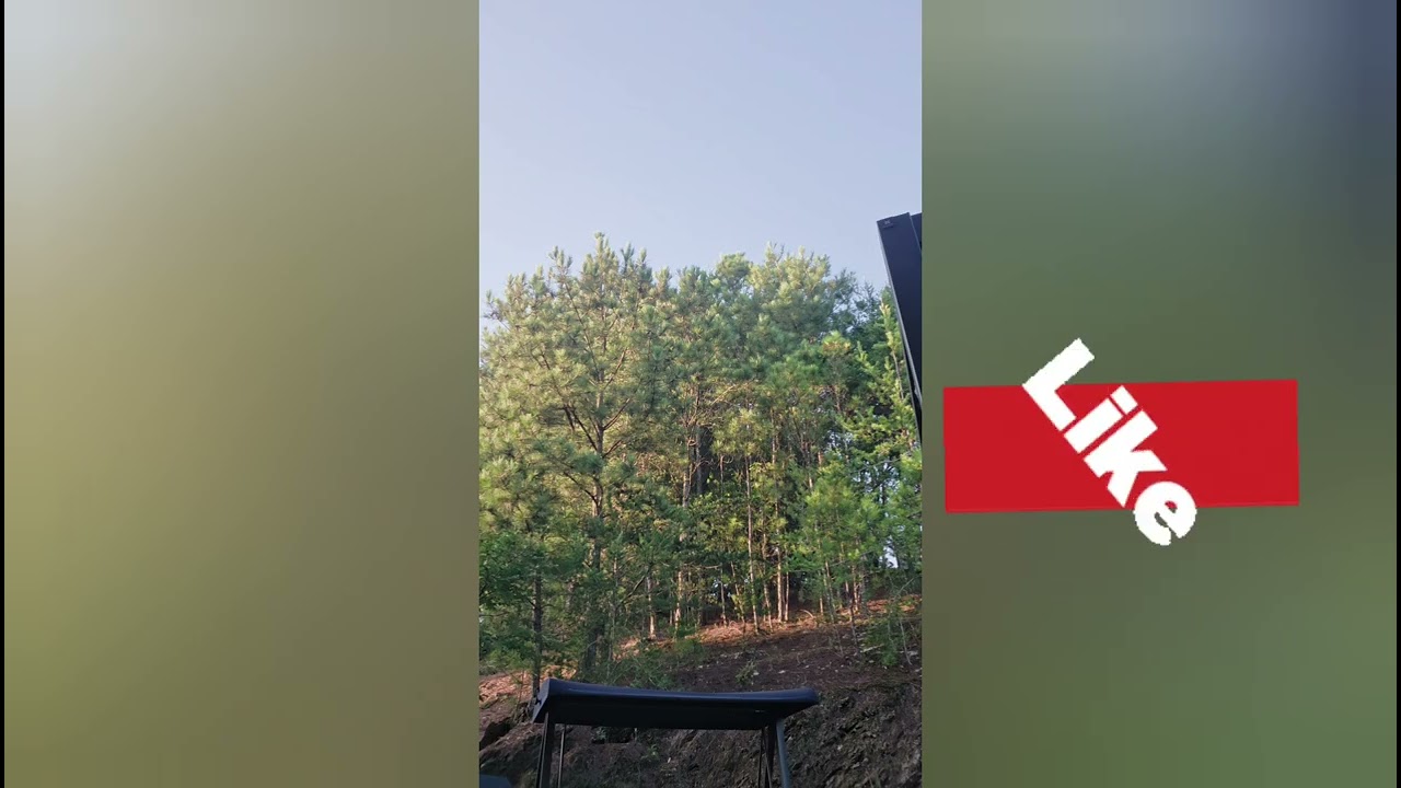 YOU SEE THE FLY OVER?//NATURE SOUNDS