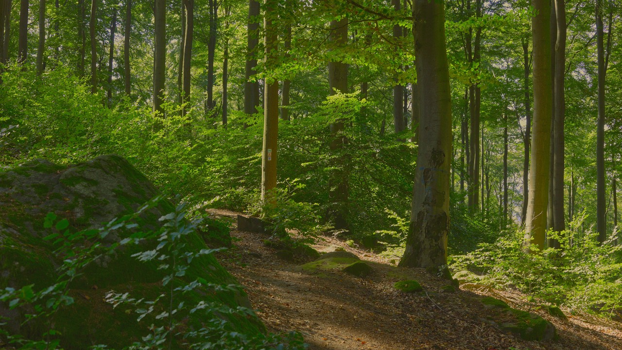 🌳 4K – Relaxing Nature Sounds For Stress Relief, Forest Sounds, Bird Song, No AI