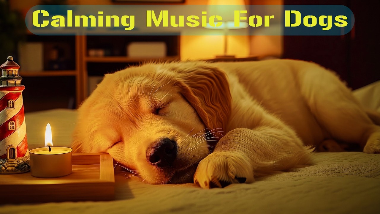 12 Hours Of Dog Healing Music 🎶 Calming Music For Dogs 🐕🐾 Soothing Separation Relief for Sleep 💖