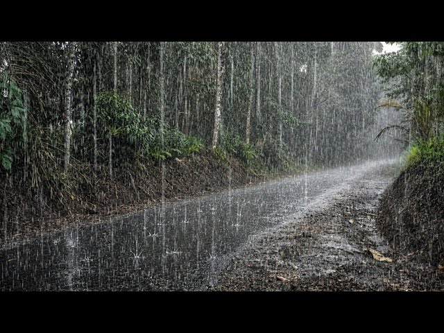 (No Ads) Gentle Rain on a Forest Road 🌧️ | Peaceful Nature Sounds for Deep Sleep