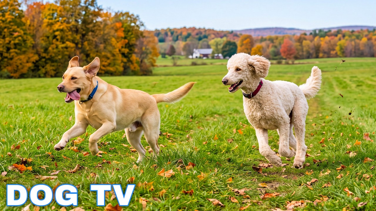 12 Hours of Dog Calming Music for Dogs 🎹 Peaceful Sleep Music for Dogs After Surgery or Stress