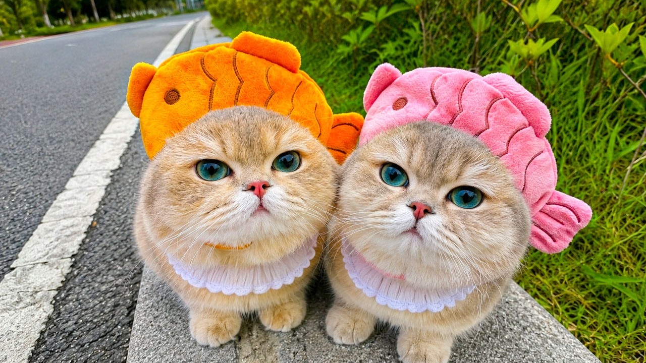 12 Hours of Healing Music for Cats🐈Ultimate Relaxation Music for Anxious & Comfort Sleep🌈Cat TV