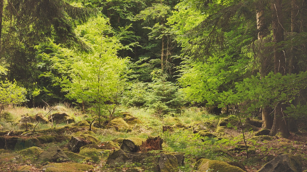 🌳 4K – Relaxing Nature Sounds For Stress Relief, Forest Sounds, Bird Song, No AI