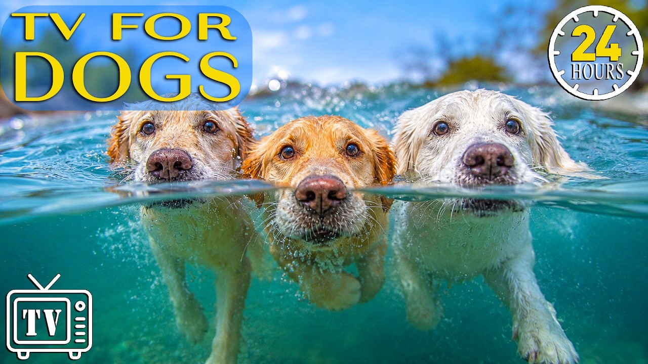 24 Hours of Dog TV for Dogs to Watch 🐶 Relaxing Music & Anti-Boredom Videos for Dogs Home Alone