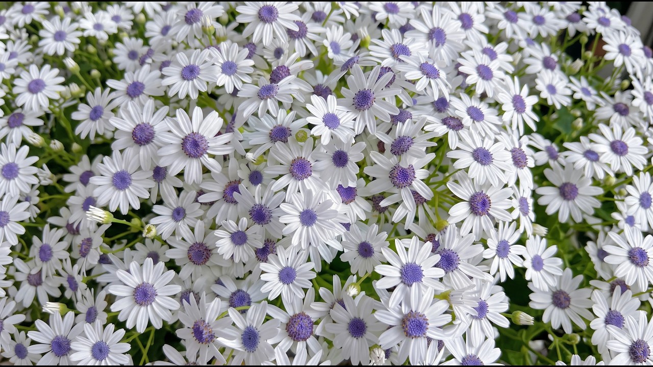 🌸 Flowers Blooming Time-Lapse | Healing Music for Stress Relief & Peaceful Sleep