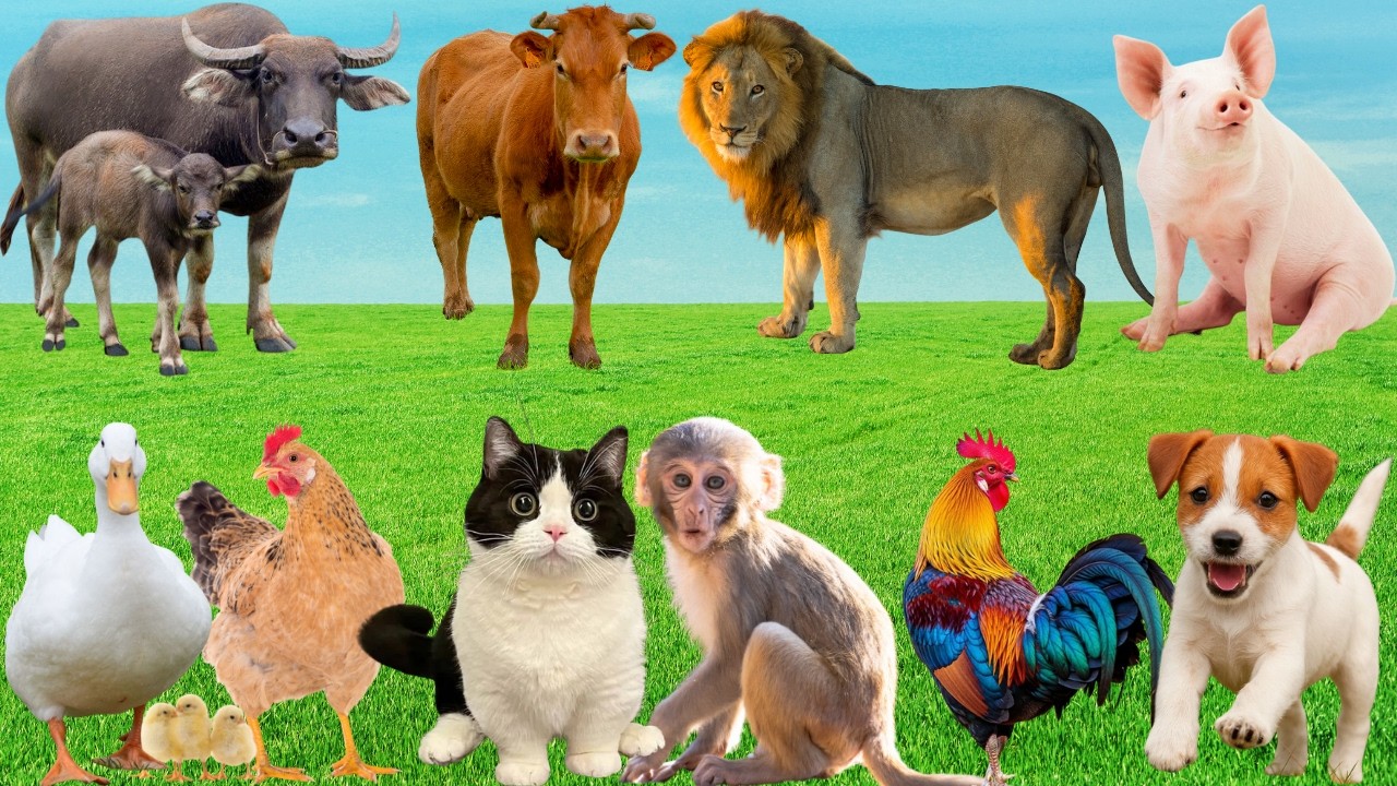 🌿 Discover Cheerful Farm Animals: Duck, Pig, Horse, Cat, Cow, Sheep & Dog – Peaceful Country Sounds