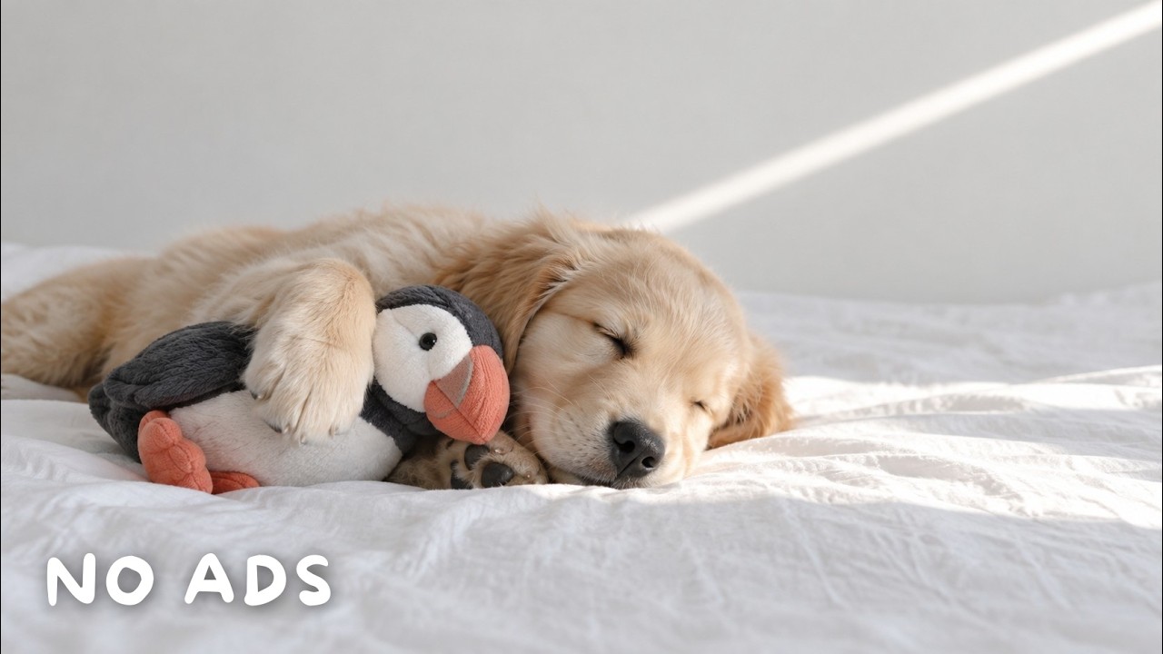 Puppy Lullabies 💤 12 Hours Dog Sleep Music | Deep Sleep & Home Alone Comfort | No Ads