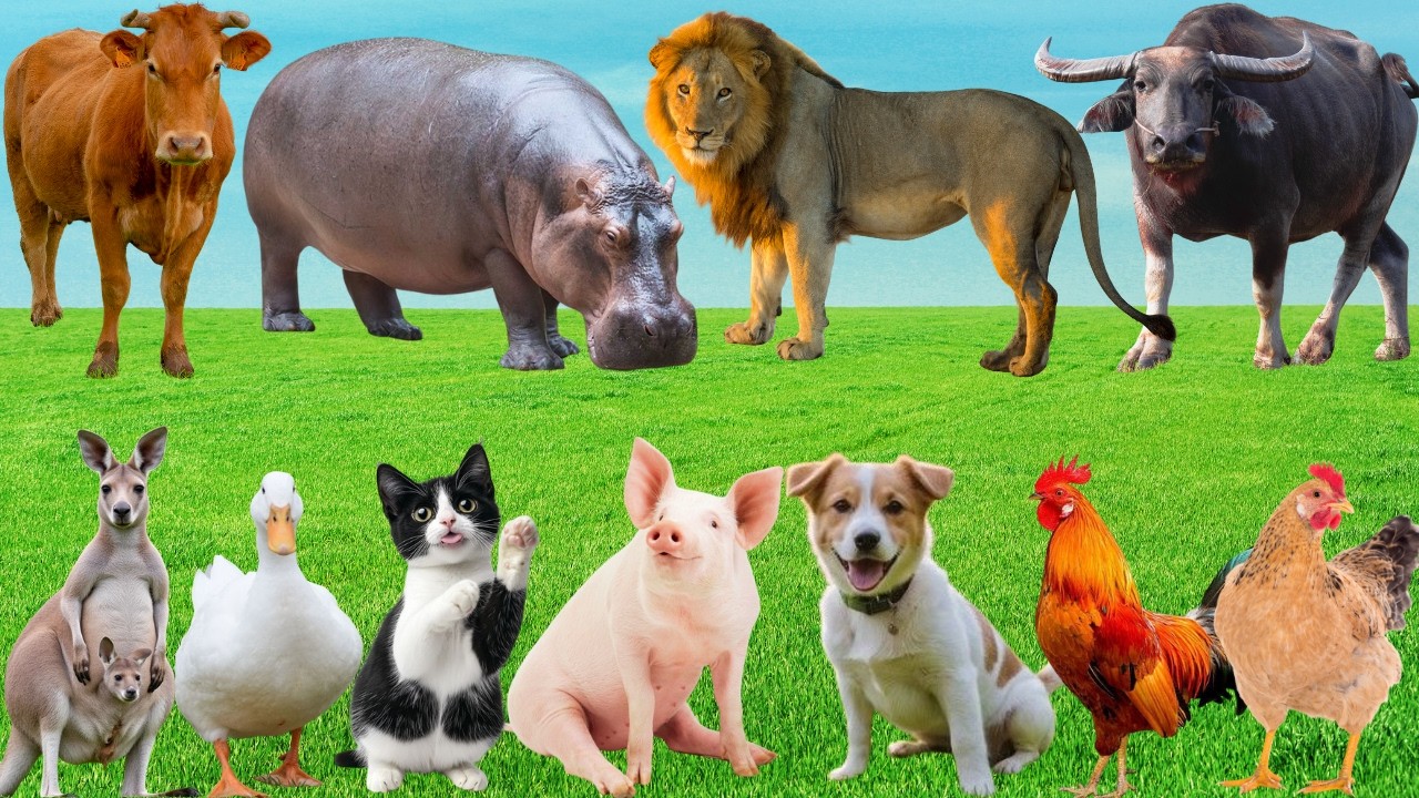 🌿 Discover Interesting Farm Animals: Horse, Cow, Sheep, Cat, Pig, Duck & Dog–Peaceful Country Sounds