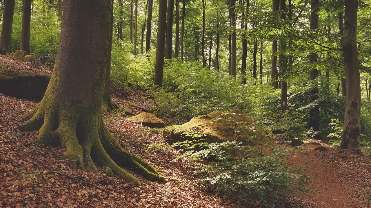 🌳 4K – Relaxing Nature Sounds For Stress Relief, Forest Sounds, Bird Song, No AI
