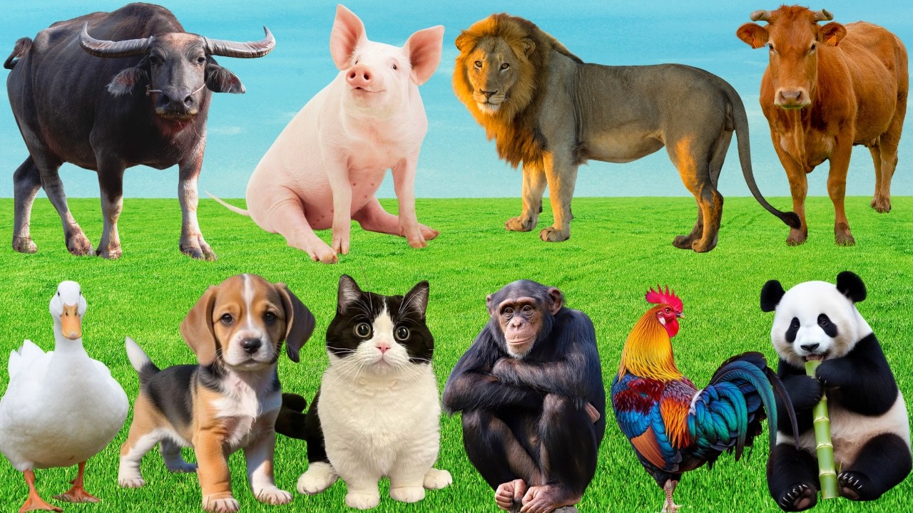 🌿 Discover Lovely Farm Animals: Pig, Duck, Horse, Cow, Sheep, Cat & Dog –Relaxing Countryside Sounds