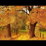 Relaxing Beautiful Music, Peaceful Soothing Instrumental Music, "Autumn Wonder" by Tim Janis