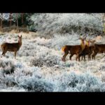 Beautiful Relaxing Music, Peaceful Soothing Instrumental Music, "November Cozy Moments" Tim Janis