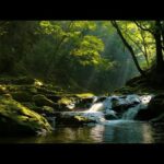 Beautiful Relaxing Music, Soothing Music with rain sounds  "Nature's  Relaxation" By Tim Janis
