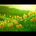 Beautiful Relaxing Hymns, Peaceful Instrumental Music, "Early Spring Morning Sunrise"by Tim Janis
