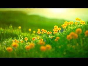 Beautiful Relaxing Hymns, Peaceful Instrumental Music, "Early Spring Morning Sunrise"by Tim Janis