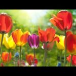 Beautiful Relaxing Soothing Music, Peaceful  Music, "The Heart of Spring" by Tim Janis