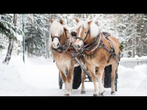 A Countryside Christmas, Soft Holiday Christmas Music, Popular instrumental Carols by Tim Janis