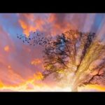 Relaxing Beautiful Music, Peaceful Meditation Instrumental Music,  "Forest of Dreams" by Tim Janis