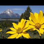 Hidden in the Alps, Peaceful Soothing  Music,  Relaxing Sleep and Rest Music by Tim Janis