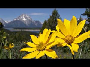 Hidden in the Alps, Peaceful Soothing  Music,  Relaxing Sleep and Rest Music by Tim Janis