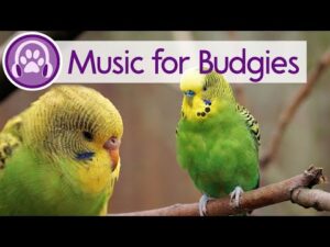 💤 Relax My Budgie | Expert Created music to Calm Your Budgie | Parakeet Music 🦜