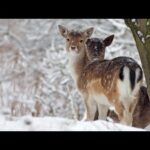 Peaceful Music, Relaxing Music, Instrumental Music, "Woodland Winter Peace" by Tim Janis