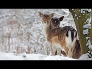 Peaceful Music, Relaxing Music, Instrumental Music, "Woodland Winter Peace" by Tim Janis