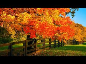 Beautiful Relaxing Music, Peaceful Soothing Instrumental Music, "November  Autumn" by Tim Janis